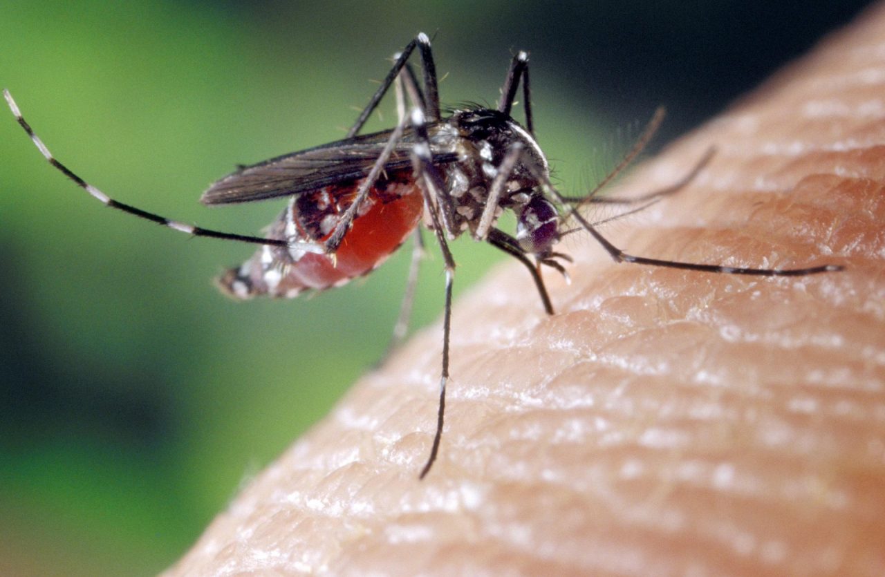 West Nile, un caso anche a Nogara e il sindaco emette un’ordinanza