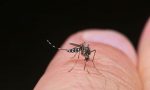 Virus West Nile un decesso a Verona