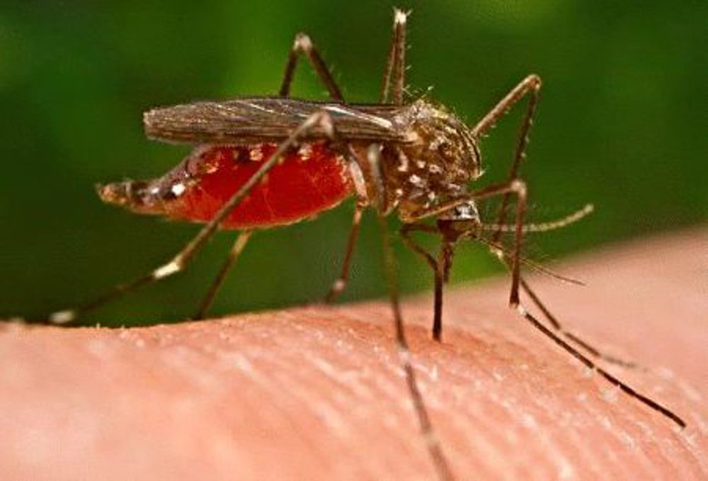 Ulss 9 Scaligera, tutte le misure di prevenzione da West Nile