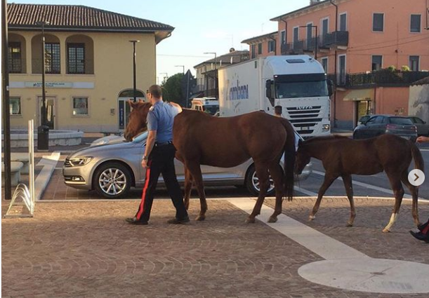 Cavallo in fuga per Castel d’Azzano