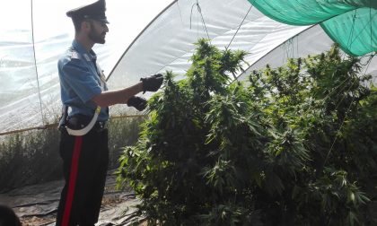 Quarantenne coltiva marjuana: arrestato
