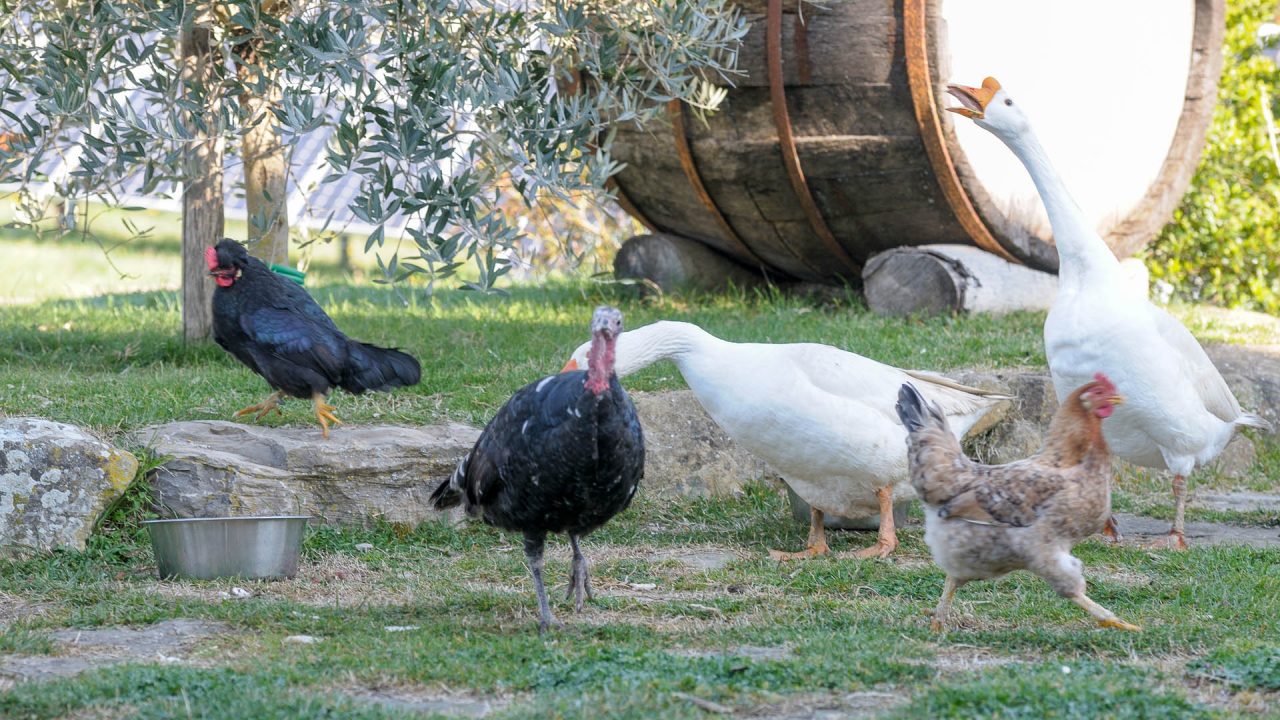 Aviaria, indennizzi per chi ha subìto danni