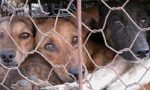 Allevamento lager a Verona, 300 animali in condizioni pessime