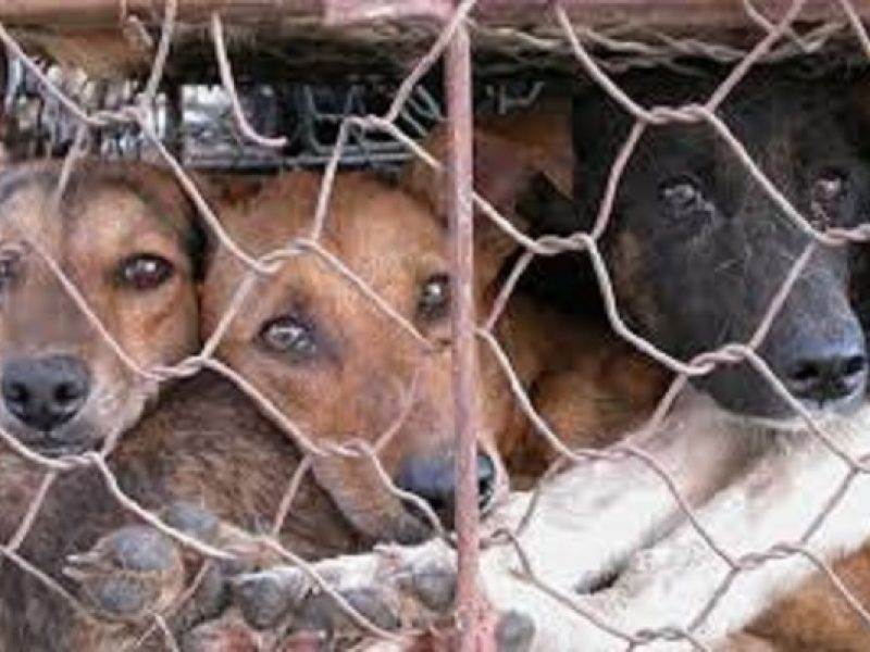 Allevamento lager a Verona, 300 animali in condizioni pessime