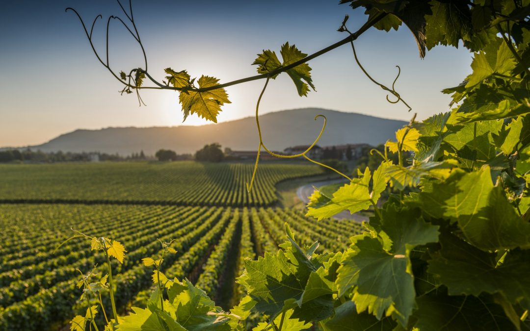 Vino: la Regione mette sul piatto 12,5 milioni per la promozione