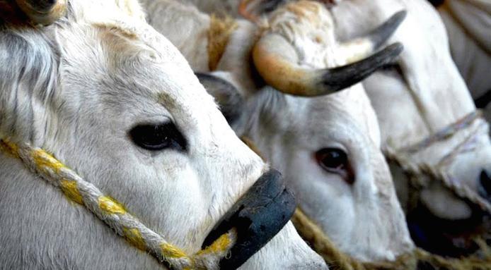 Centoundicesima Antica fiera del bestiame di Erbezzo