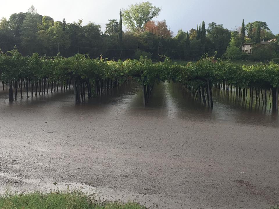 Maltempo, vigneti allagati e smottamenti: la conta dei danni