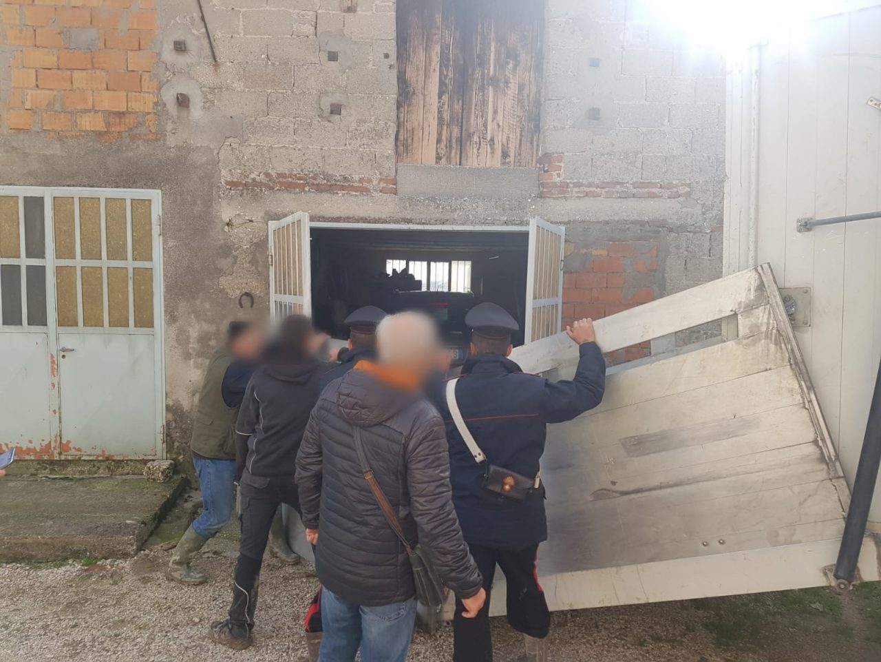 Manzo spaventato fugge dalla stalla e viene recuperato