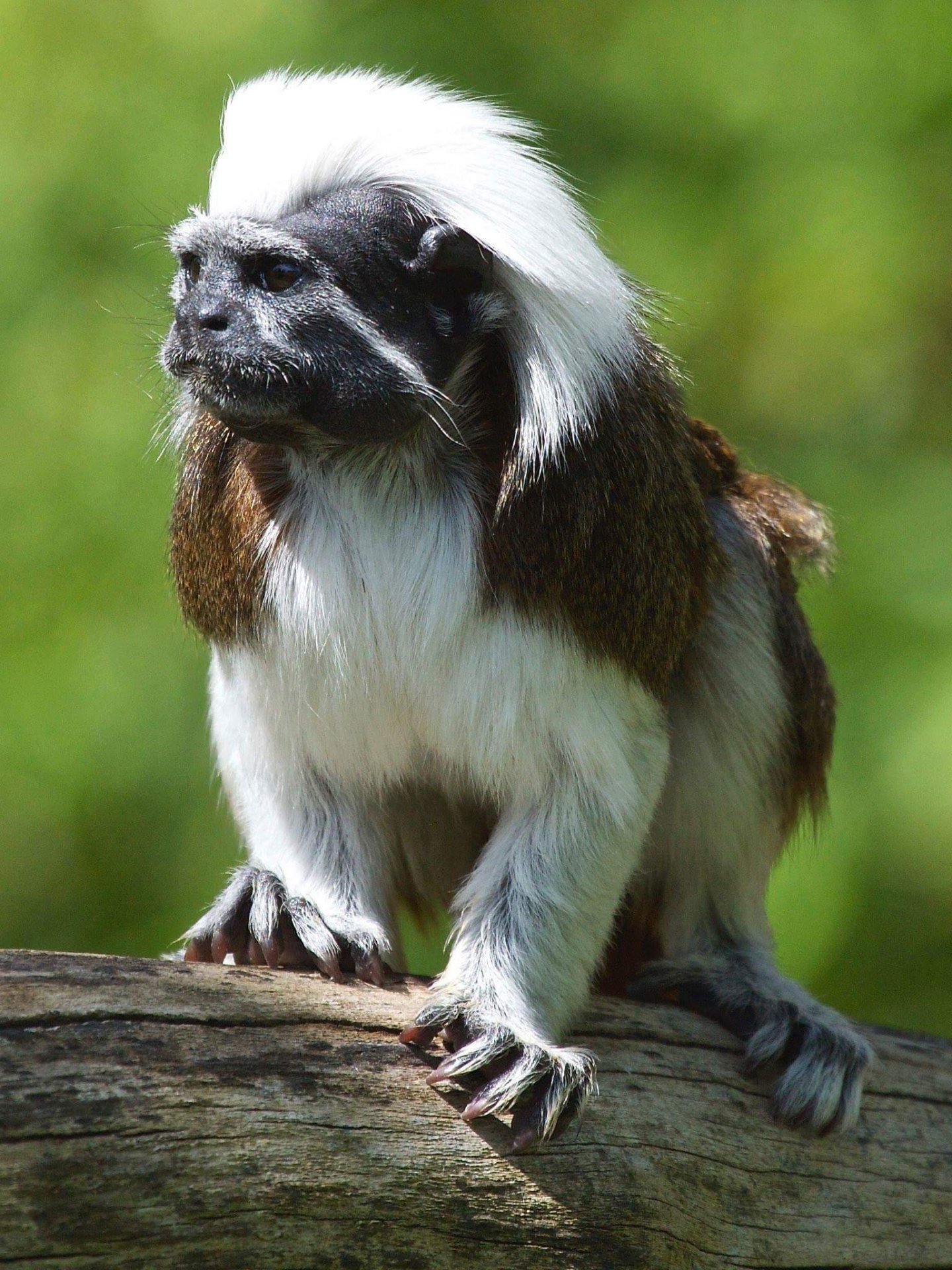 Tamarino edipo_1