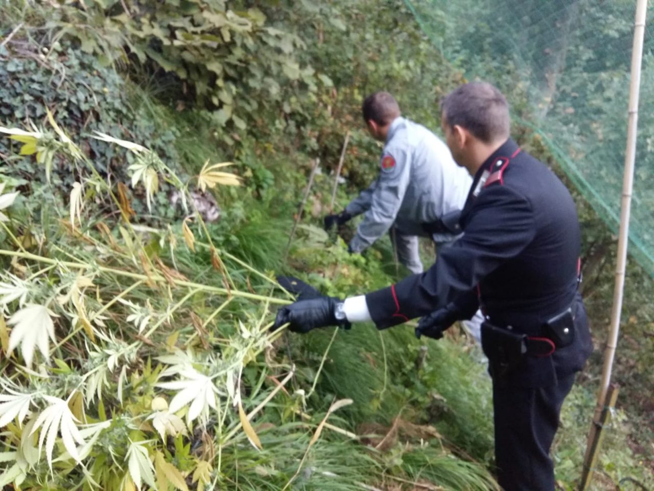 Operazione antidroga: coltivatori arresti. I carabinieri di Tregnago, insieme alla Forestale, hanno arrestato in flagranza una coppia di Tregango.
