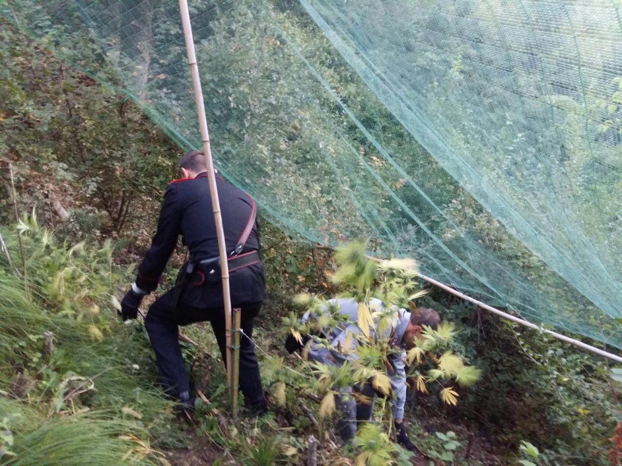 Operazione antidroga: coltivatori arresti. I carabinieri di Tregnago, insieme alla Forestale, hanno arrestato in flagranza una coppia di Tregango.