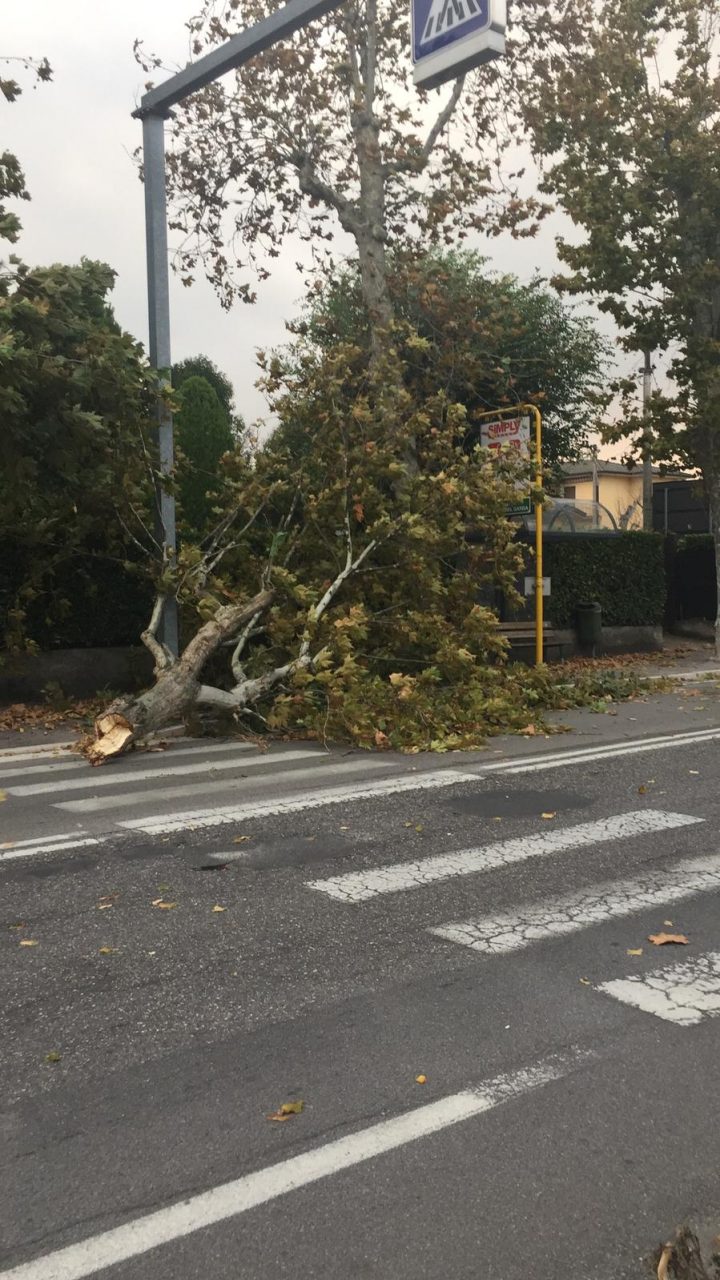 Vento forte: i primi danni del cambio climatico. Dopo lunghe giornate di sole, oggi il cielo si è annuvolato e il vento forte si è alzato anche a Verona. 