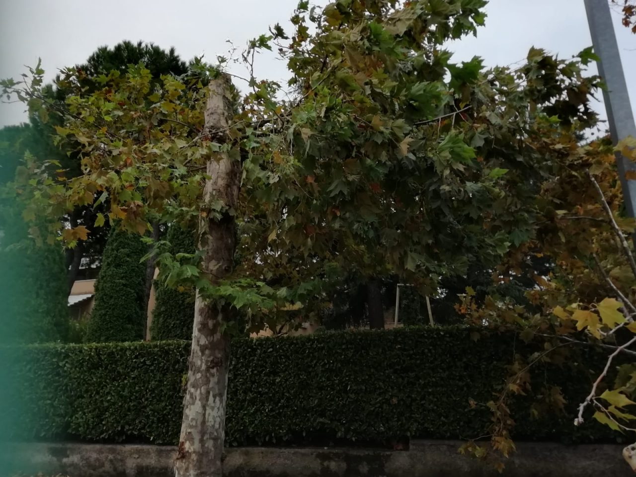Vento forte: i primi danni del cambio climatico. Dopo lunghe giornate di sole, oggi il cielo si è annuvolato e il vento forte si è alzato anche a Verona. 