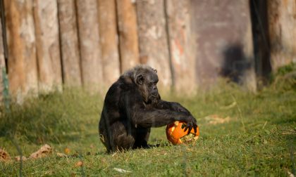 Uno studio del Parco Natura Viva dimostra chi è il più "zuccone" tra gli scimpanzè