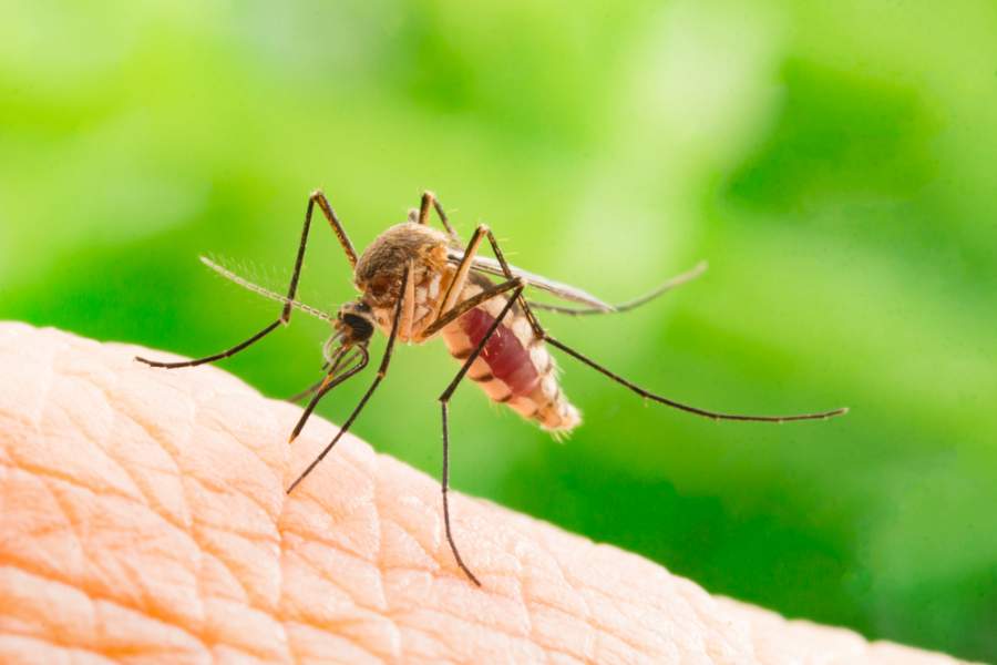 A Verona primo caso autoctono di malaria dopo 50 anni, torna la malattia debellata anni fa