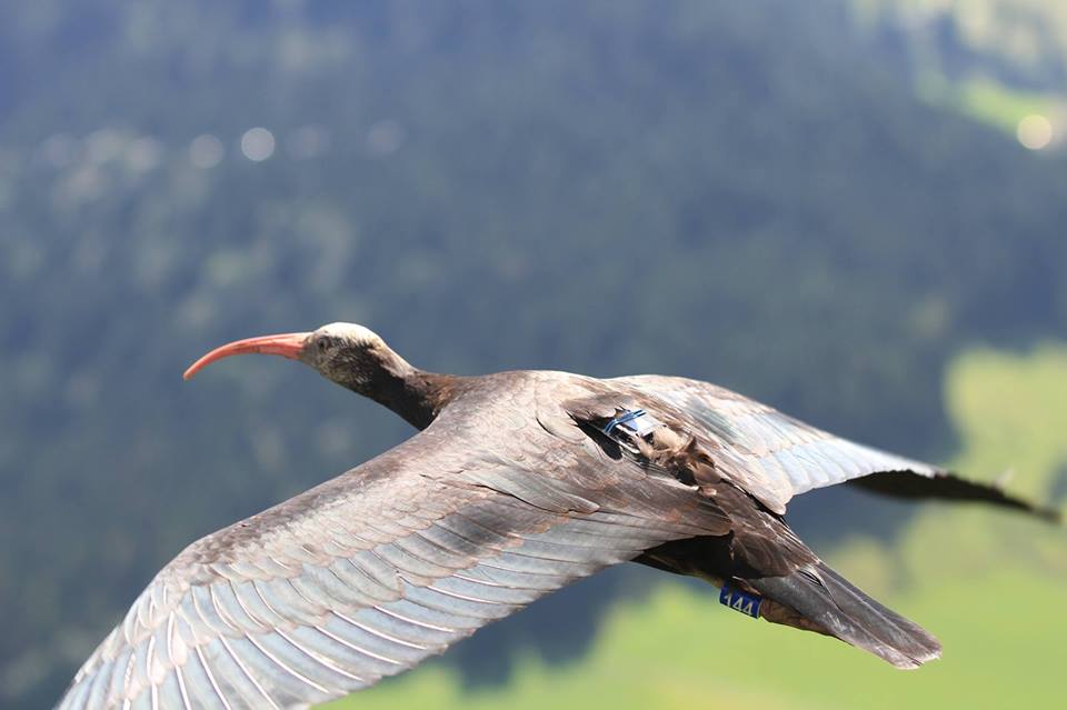 Ministero dell’Ambiente avverte: stop abbattimento degli Ibis Eremita