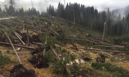 "Marcite insieme alle vostre foreste", il Veneto denuncia dipendendente Asl