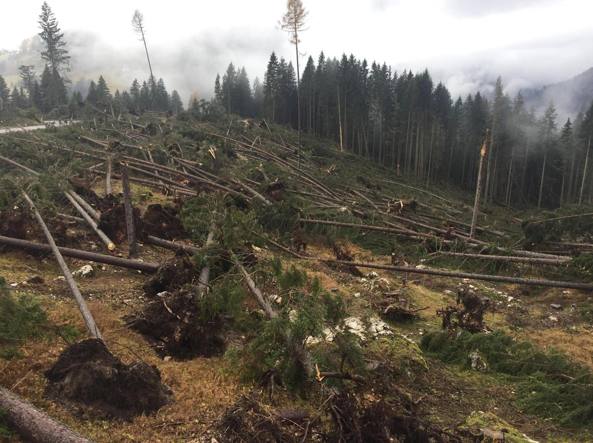 “Marcite insieme alle vostre foreste”, il Veneto denuncia dipendendente Asl