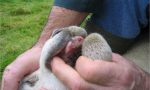 Nuovi focolai di Blue Tongue, Veneto zona di restrizione