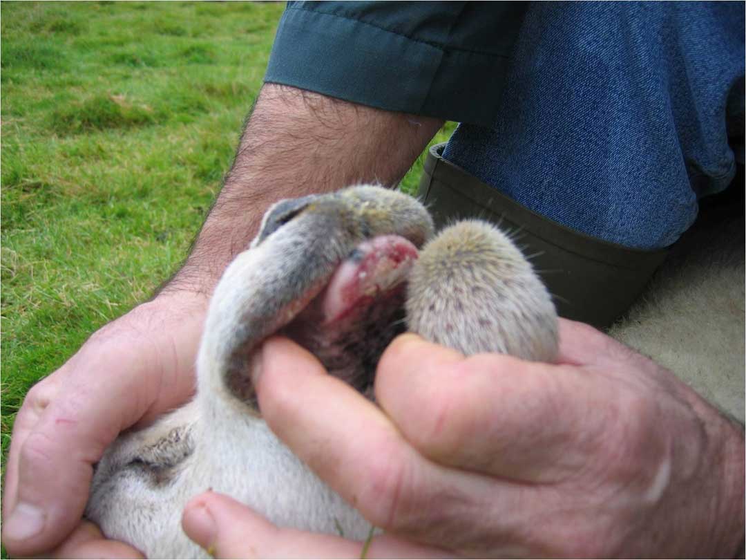 Nuovi focolai di Blue Tongue, Veneto zona di restrizione