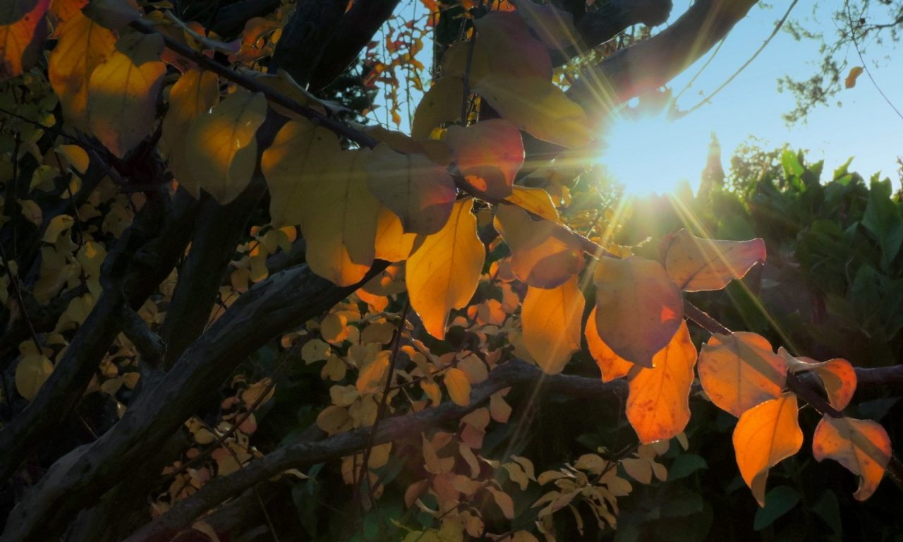 Giardino Sigurtà, l’11 novembre si chiude la stagione