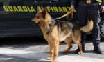 Scoperto dal cane antidroga a Vestenanova, in manette un 54enne