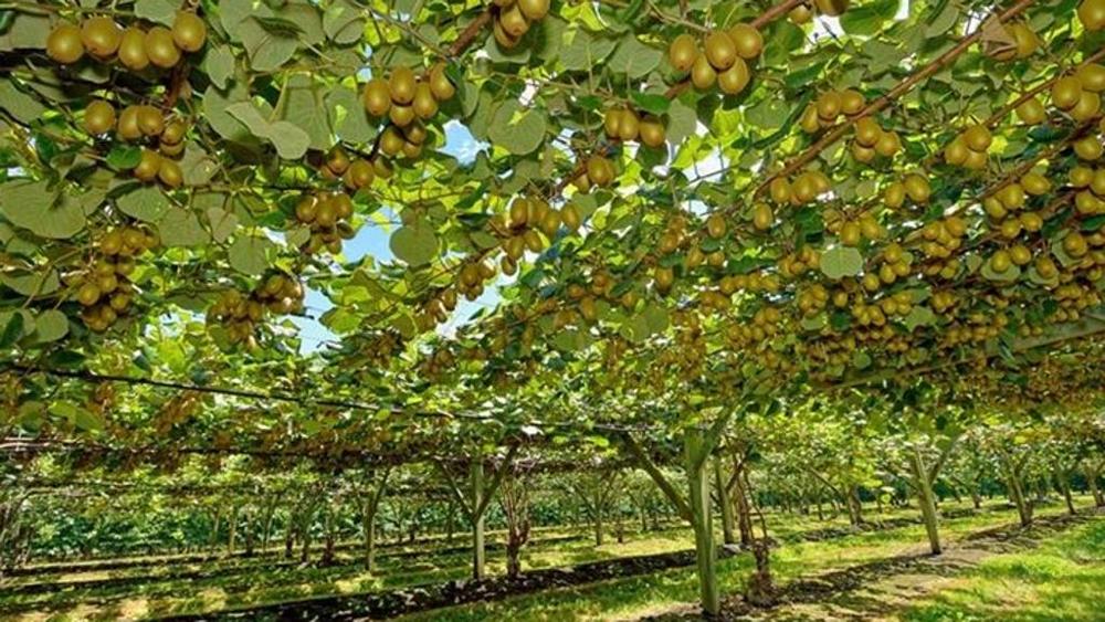 Kiwi, convegno a Bussolengo con tutti gli operatori del settore