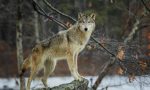 Possibile predazione da lupo in un allevamento di ovini a Ferrara di Monte Baldo