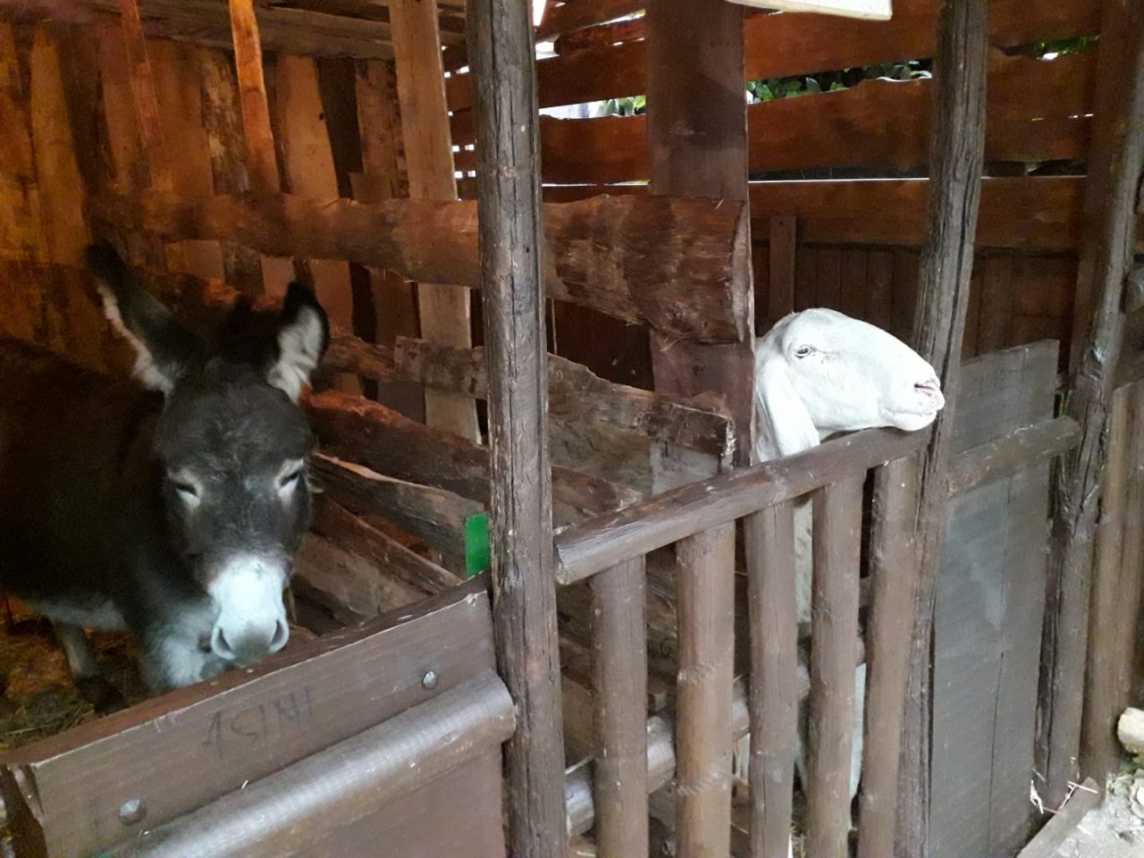 Gli animali tornano ad animare il presepe del Santuario della Bassanella
