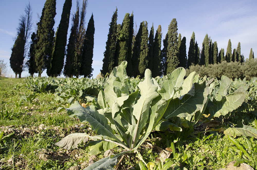 Broccoletto di Custoza, appuntamento a gennaio