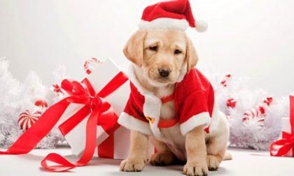 Truffe dei “cani di Natale” in Veneto, Piemonte e Molise