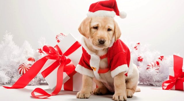 Truffe dei “cani di Natale” in Veneto, Piemonte e Molise