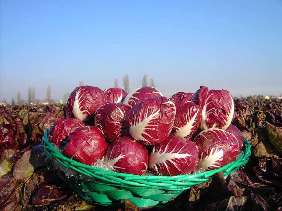 Via alla tradizionale Fiera del Radicchio Rosso