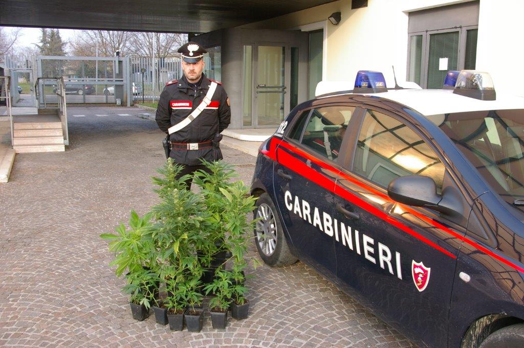 Coltivava cannabis in casa: arrestato