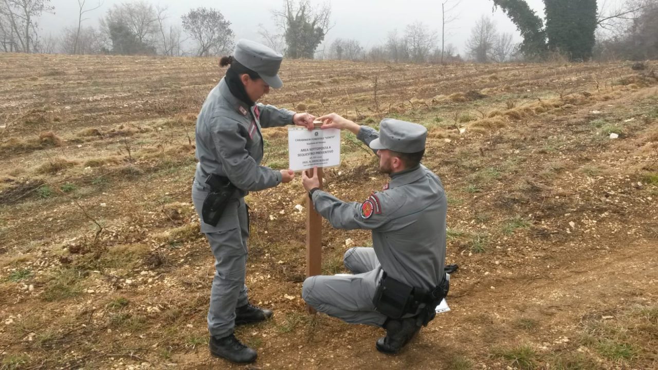 Bosco estirpato per far posto a una vigna