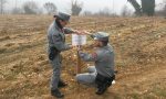 Bosco estirpato per far posto a una vigna