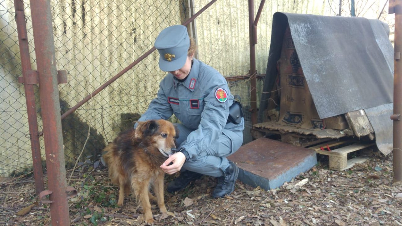 Cani maltrattati a Grezzana, Villafranca e Dolcé