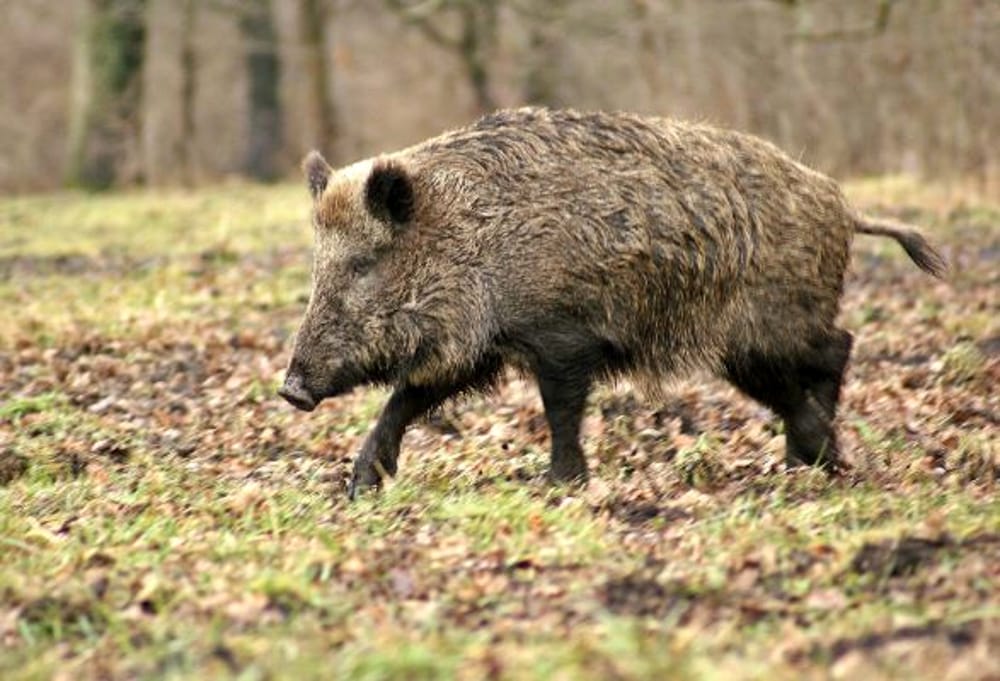 Prorogata la caccia al cinghiale in provincia di Verona, Corazzari: “Danneggiano ambiente e agricoltura”
