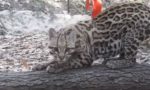 Ocelot: il felino a rischio per la sua bellezza