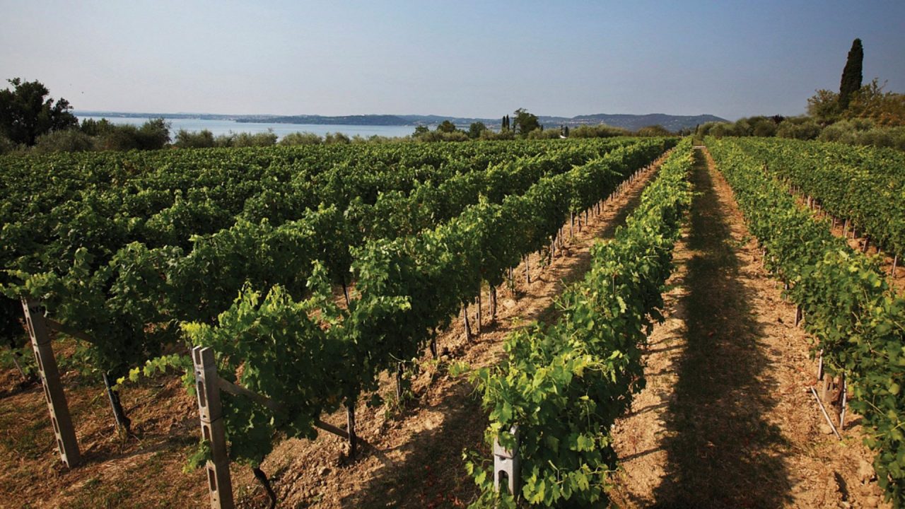 Da paesaggio a patrimonio: il percorso virtuoso del Soave