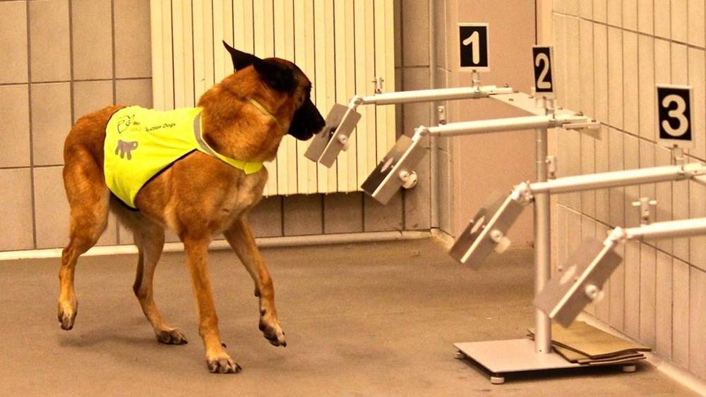 Epilessia, i cani che «fiutano» la crisi e terapia a base di cannabis