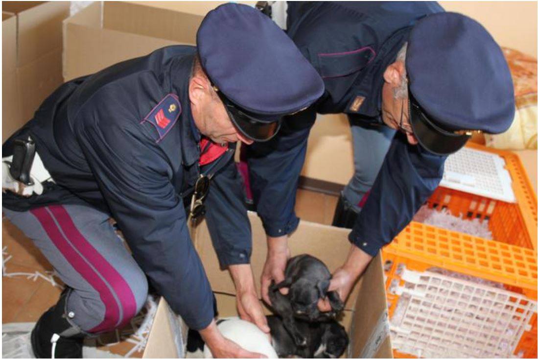 Animali e Lav, il ventennio e i primi Stati Generali