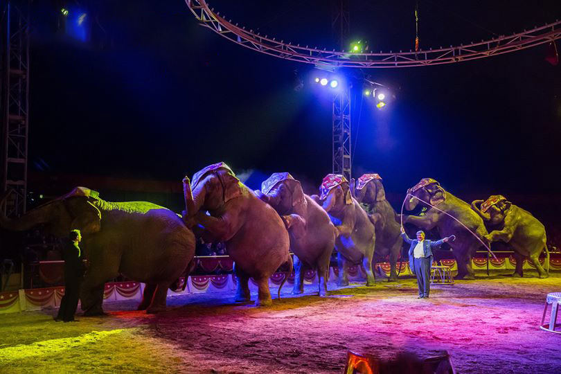 I 7 elefanti di Flavio Togni (Foto C. Roullin)