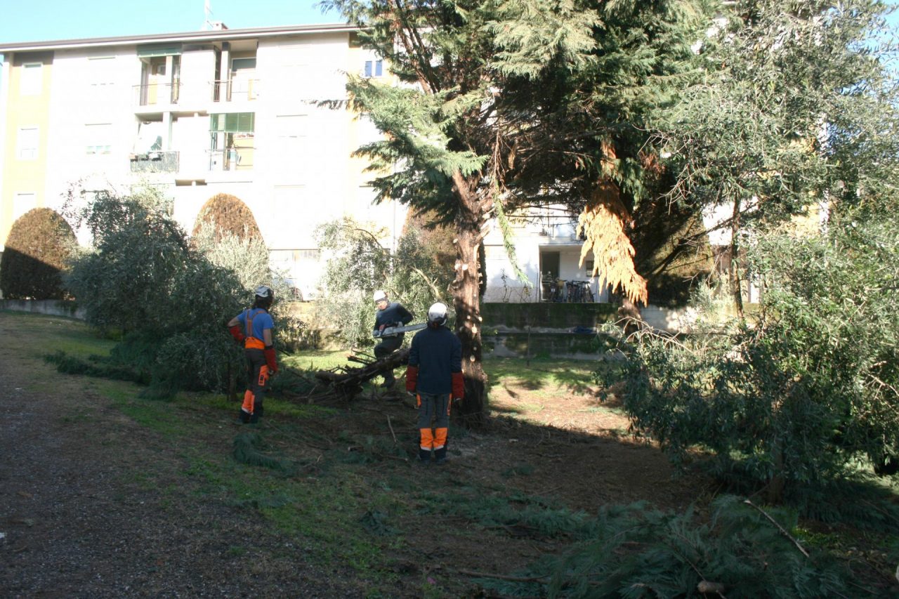 Alberi pericolosi a Mizzole interviene l’Amia