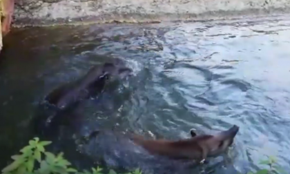 Il bagno delle tapire al Parco Natura Viva VIDEO