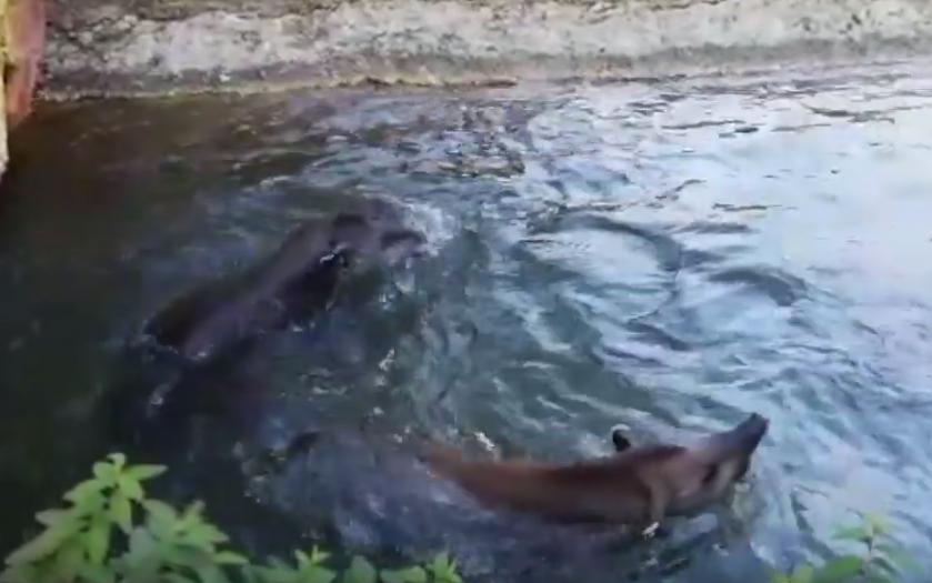 Il bagno delle tapire al Parco Natura Viva VIDEO