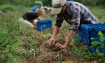 Due mensilità agli operai agricoli licenziati nel 2019