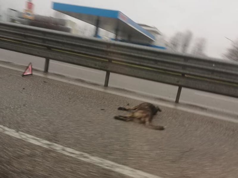 Cane investito e ucciso mentre stava attraversando la Transpolesana