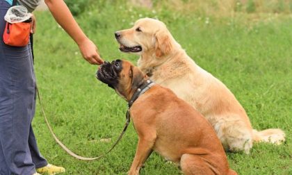 Corso patentino cani a Verona