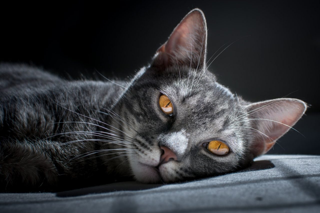 Festa nazionale del gatto